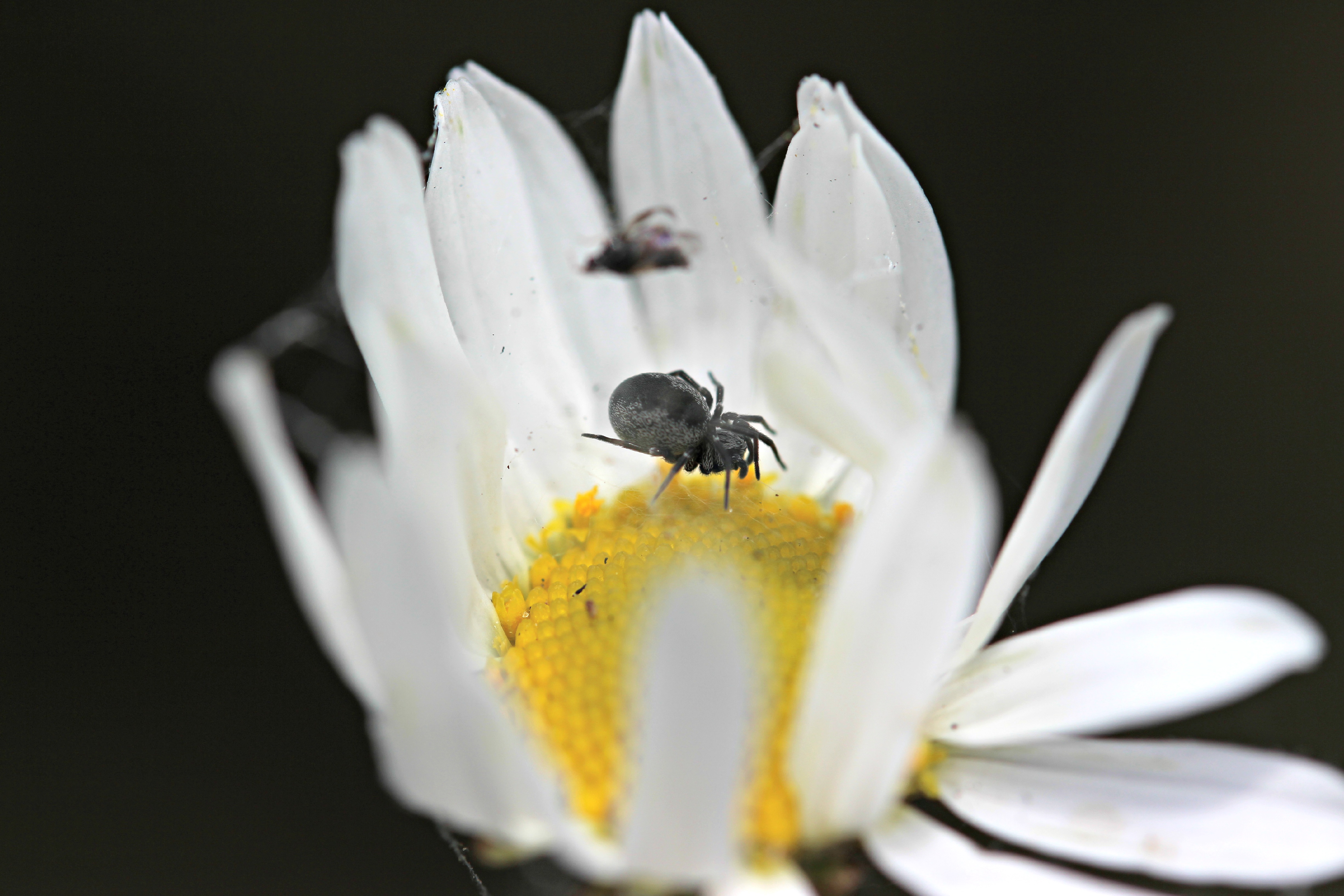 Fonds d'cran Animaux Araignes araigne sur fleur