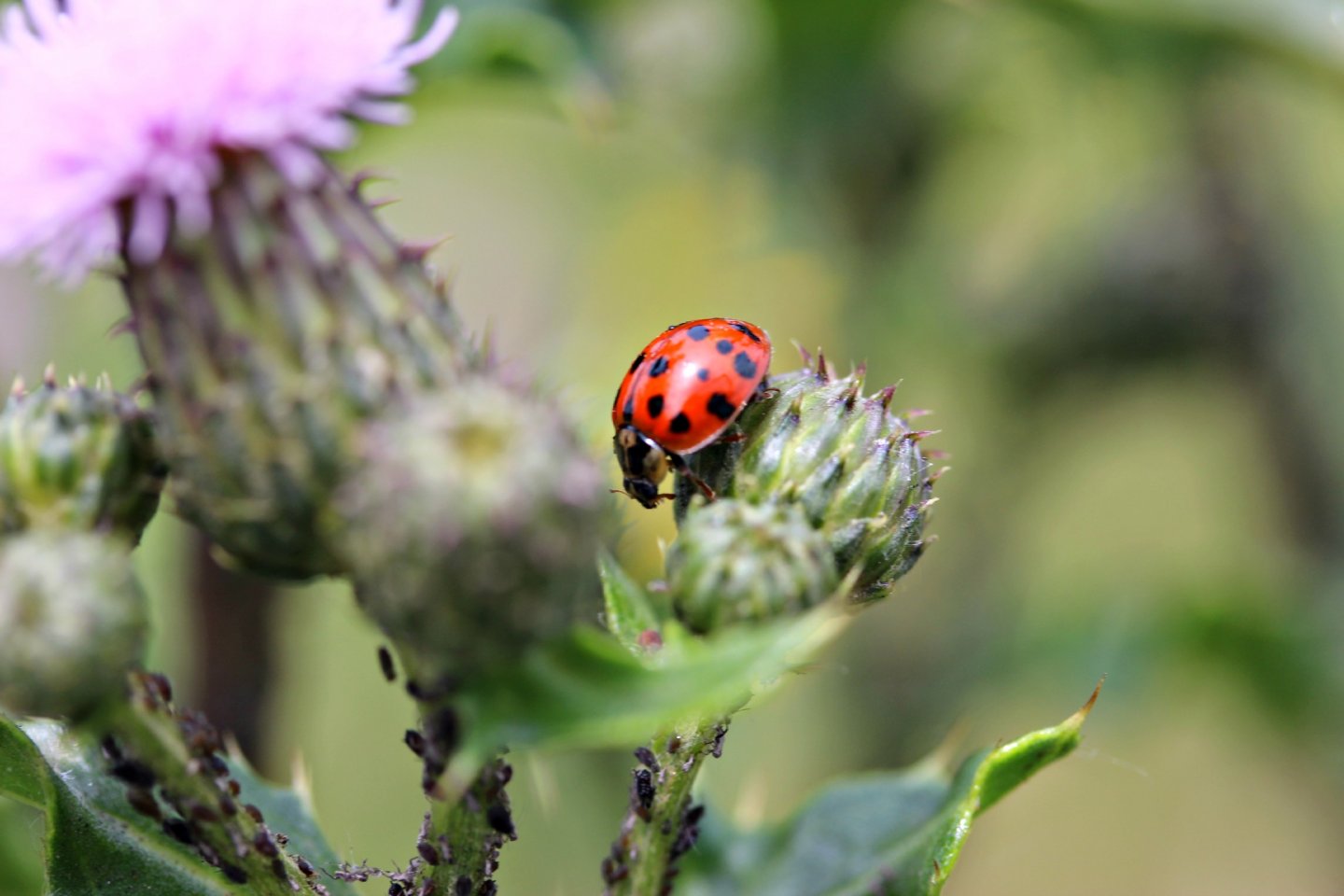 Fonds d'cran Animaux Insectes - Coccinelles coccinelles