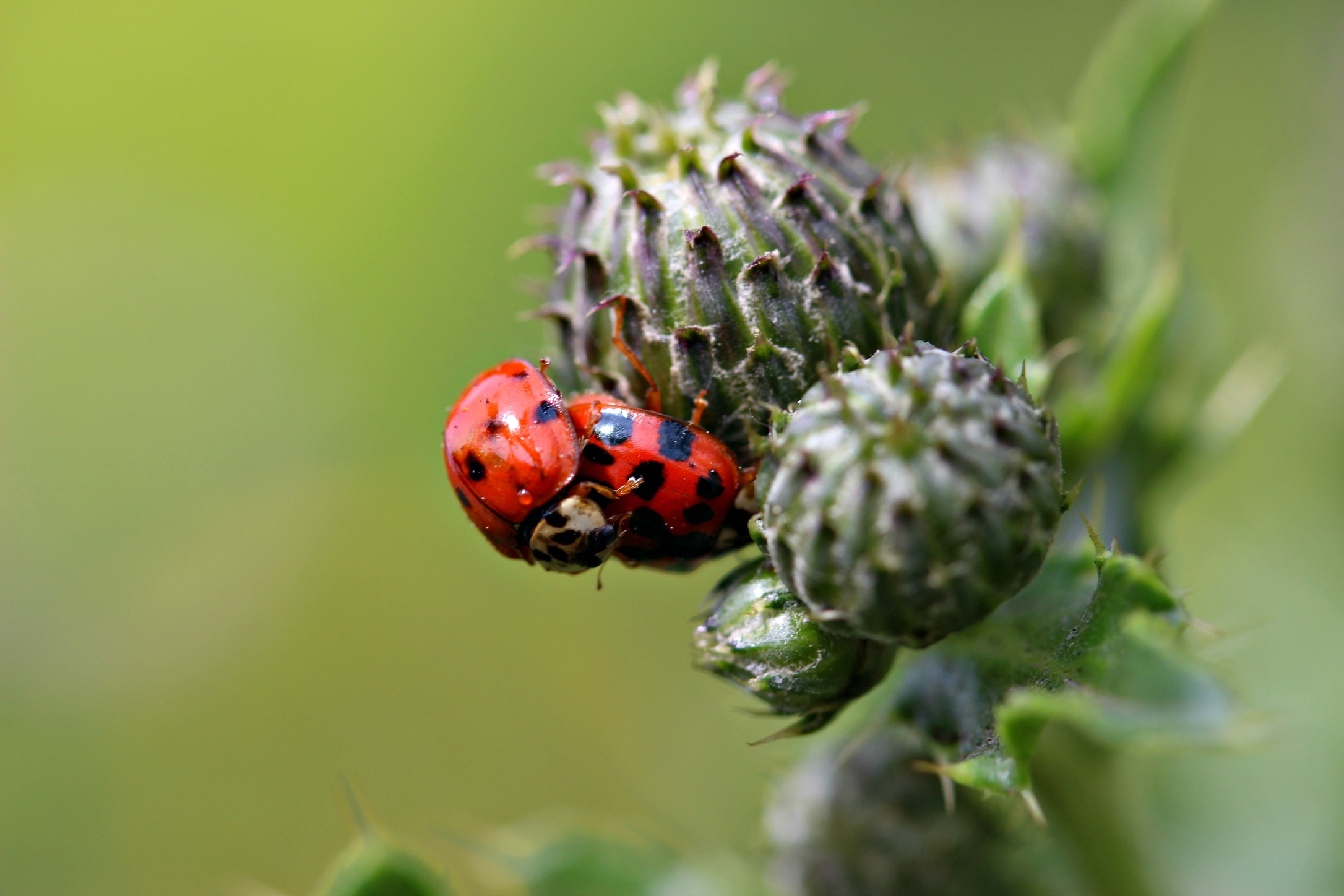 Fonds d'cran Animaux Insectes - Coccinelles coccinelles