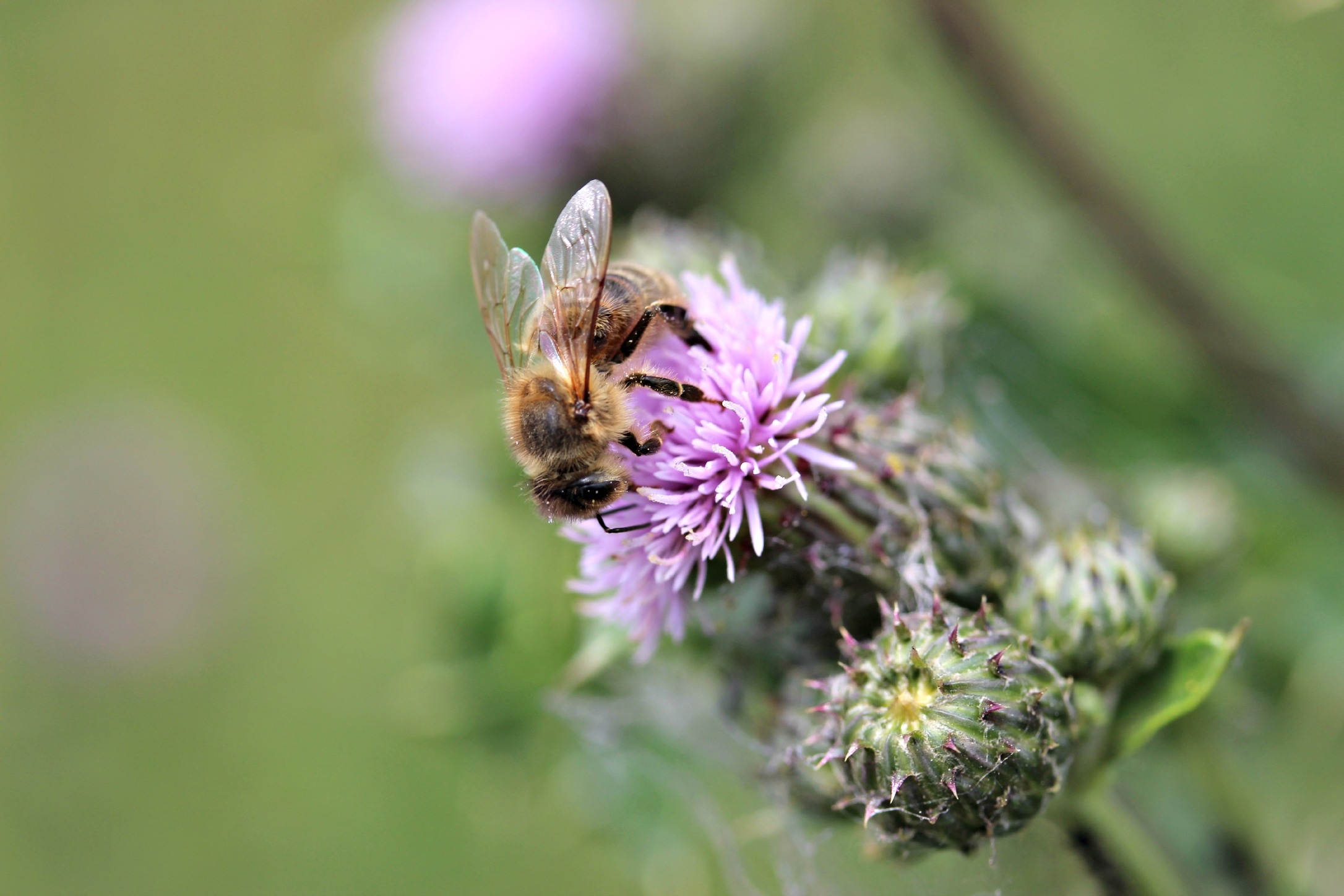 Fonds d'cran Animaux Insectes - Abeilles Gupes ... bzzzzbzzzzbzzzz.