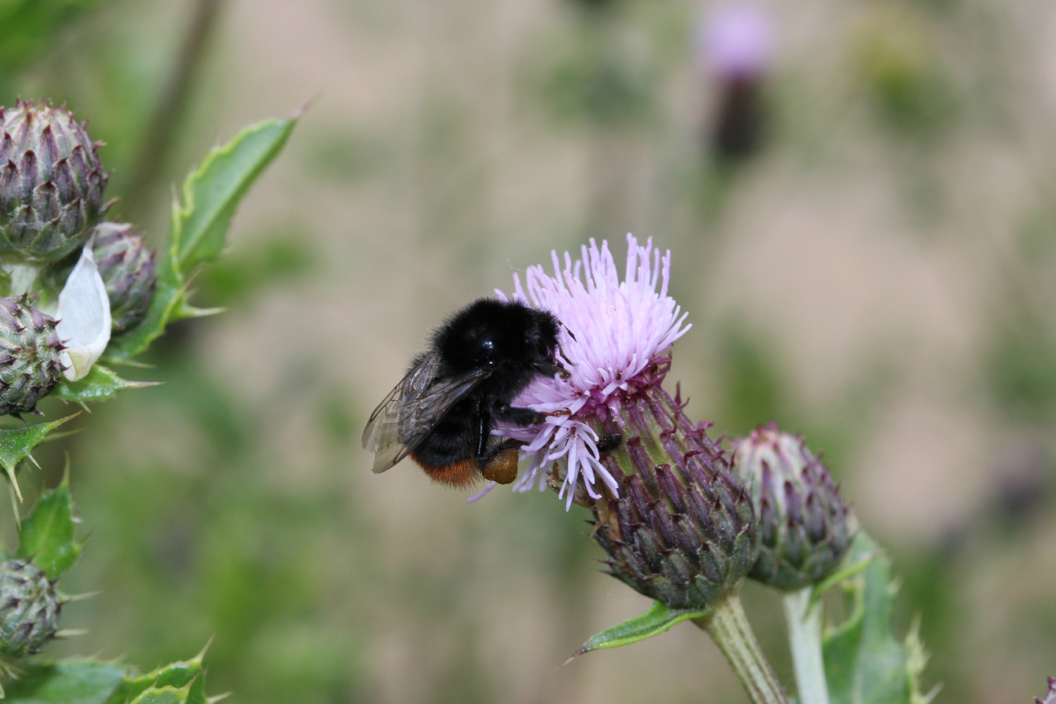 Wallpapers Animals Insects - Bees, Wasps bzzzzbzzzzbzzzz.