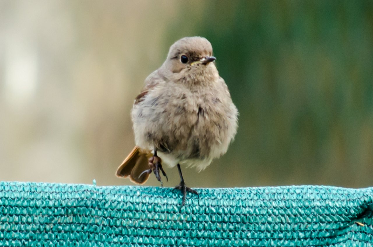 Fonds d'cran Animaux Oiseaux - Divers 