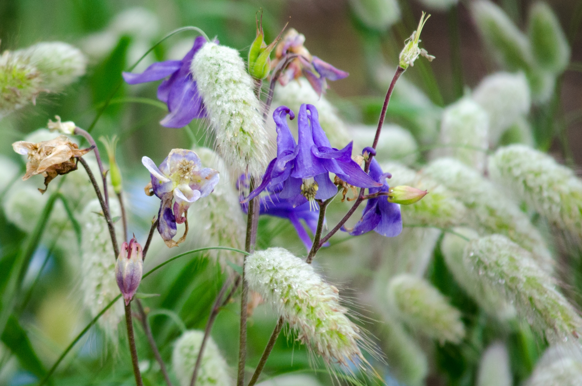 Wallpapers Nature Flowers 