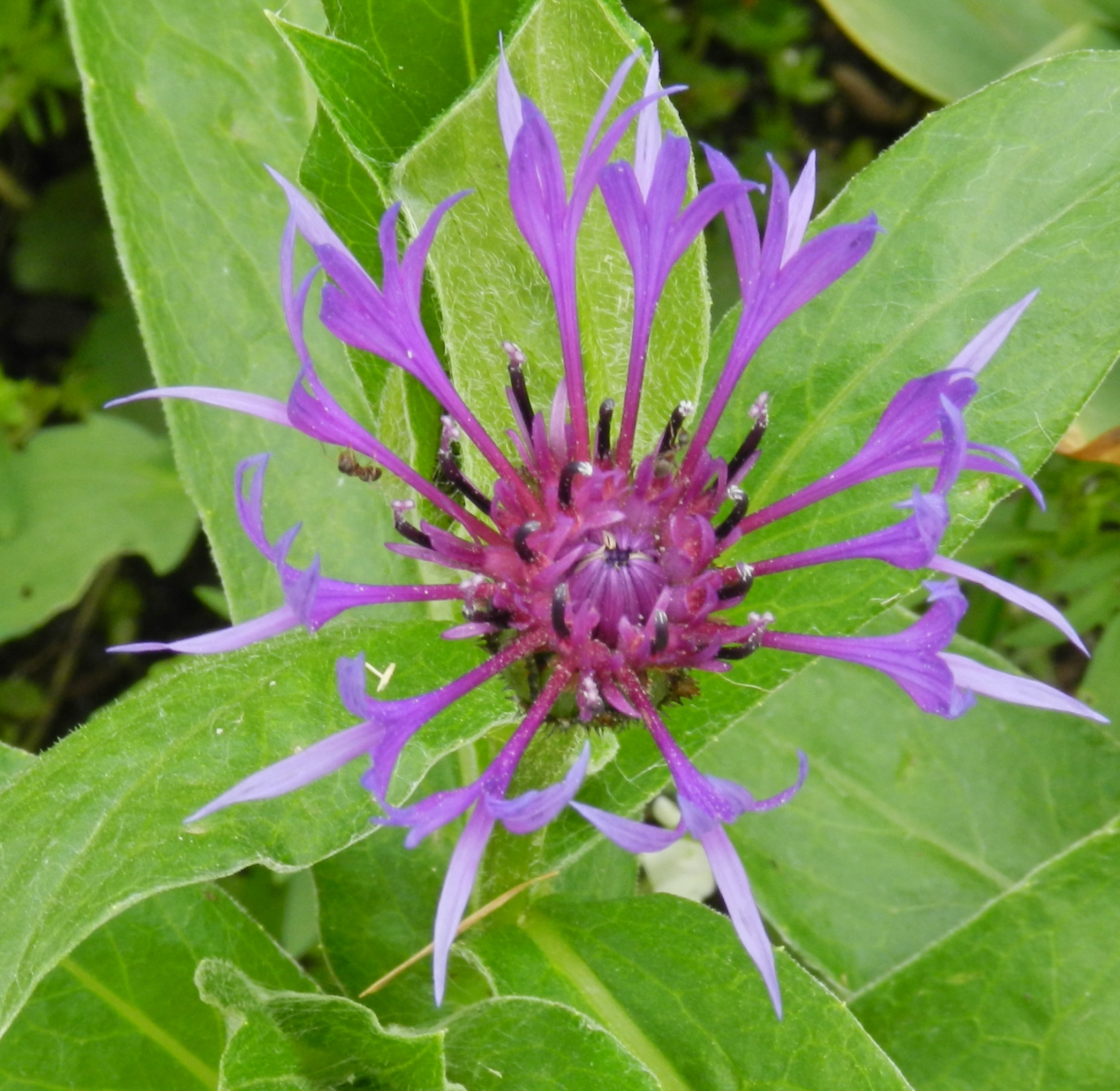 Fonds d'cran Nature Fleurs 