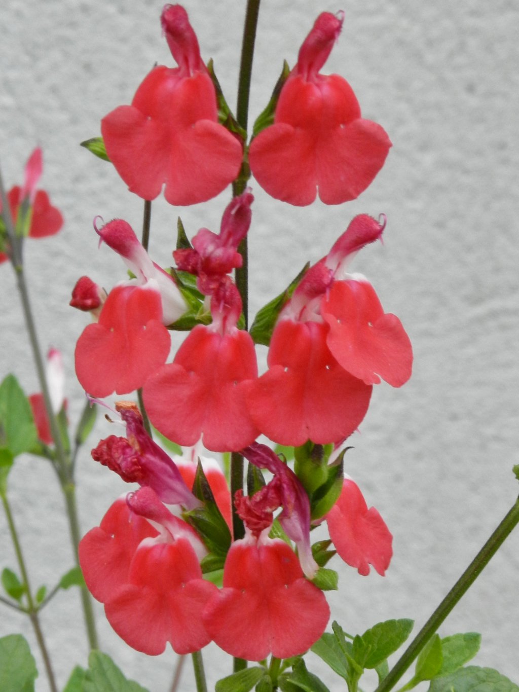 Fonds d'cran Nature Fleurs 