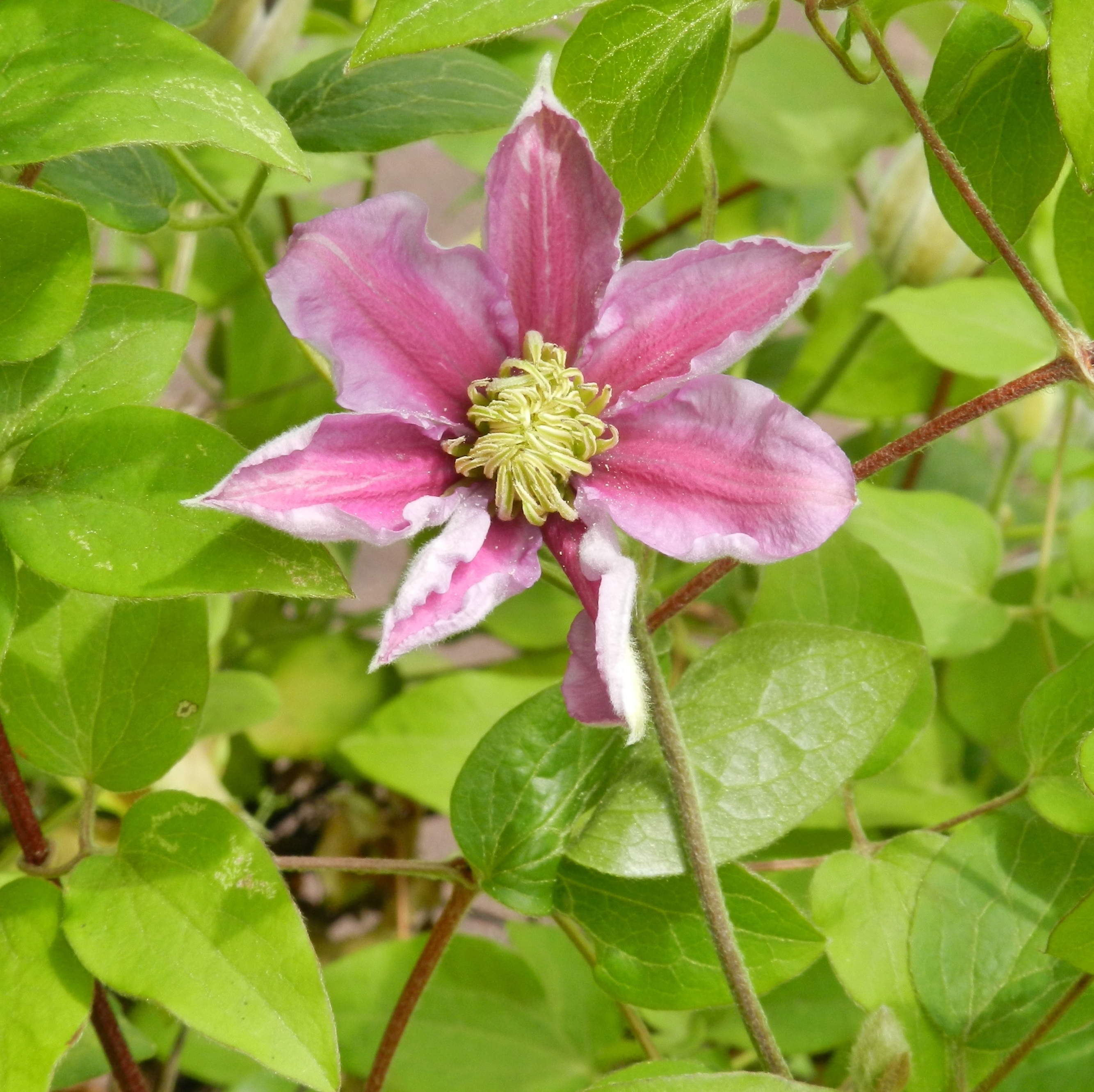 Fonds d'cran Nature Fleurs 