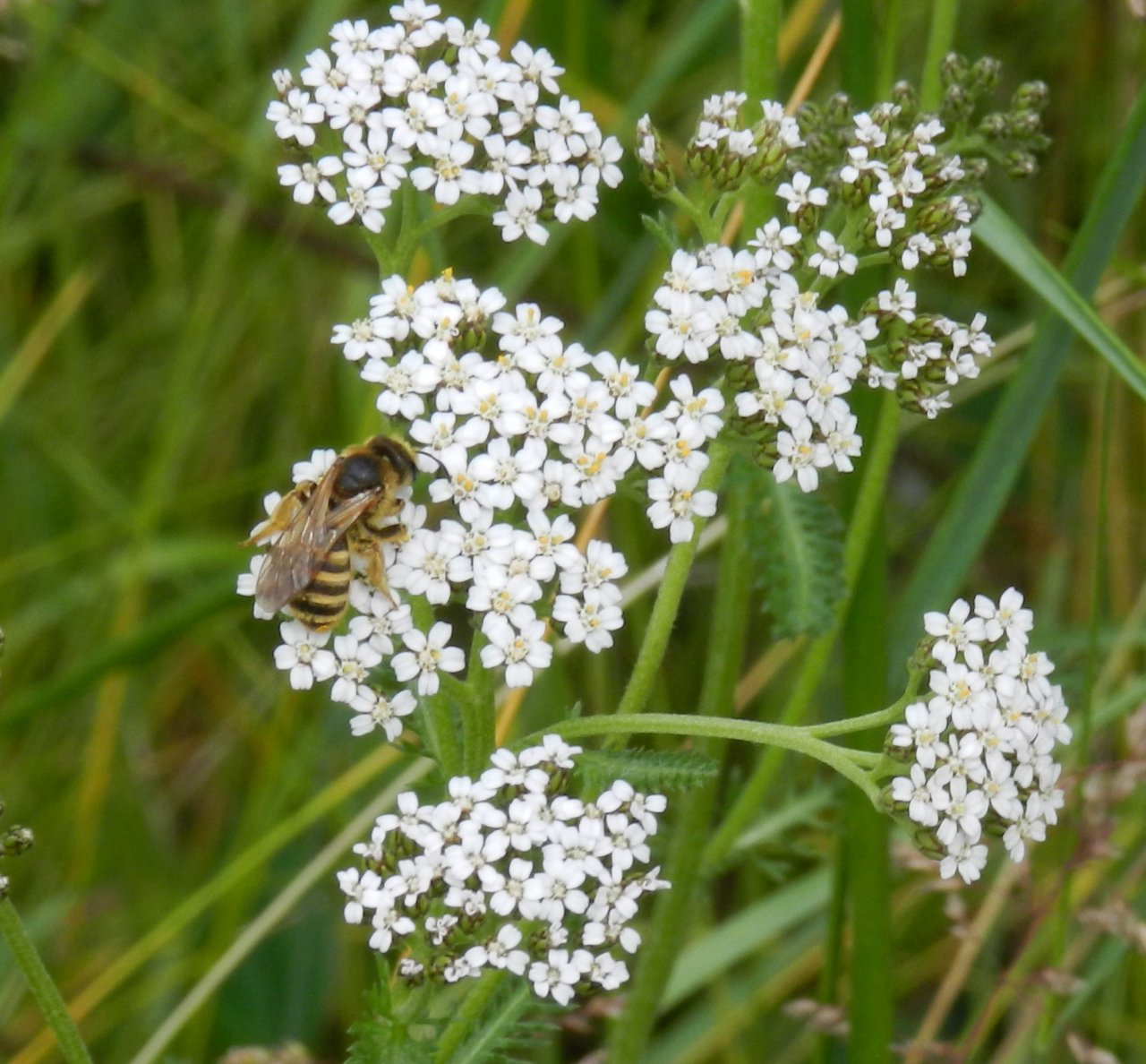 Fonds d'cran Nature Fleurs 