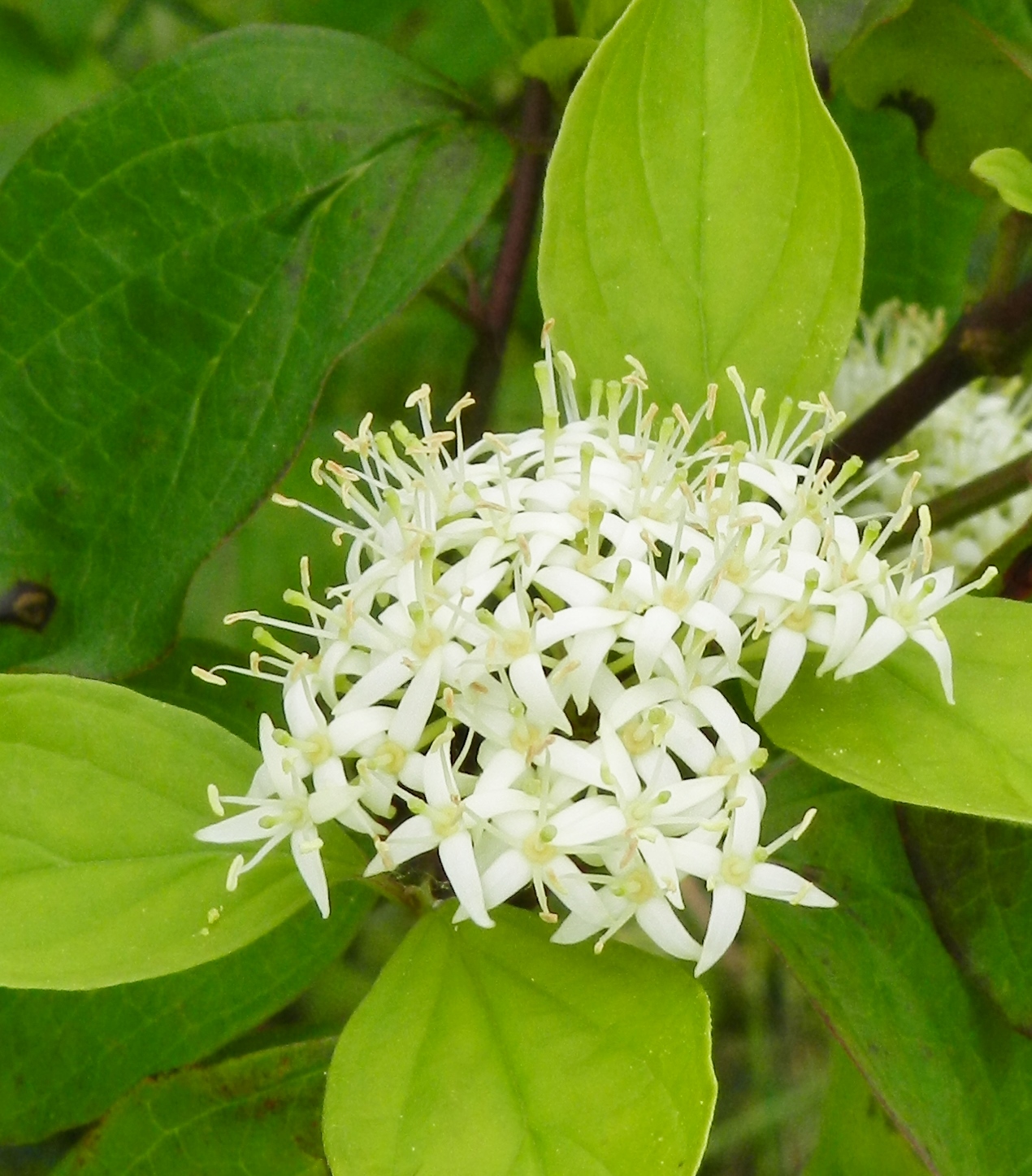 Fonds d'cran Nature Fleurs 