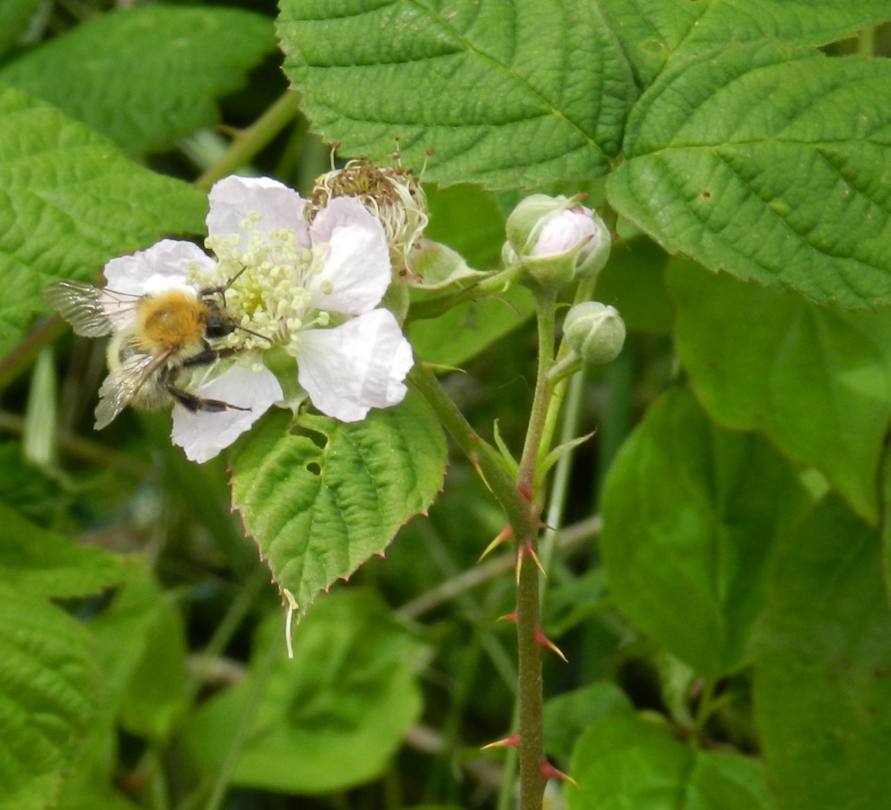 Fonds d'cran Nature Fleurs 