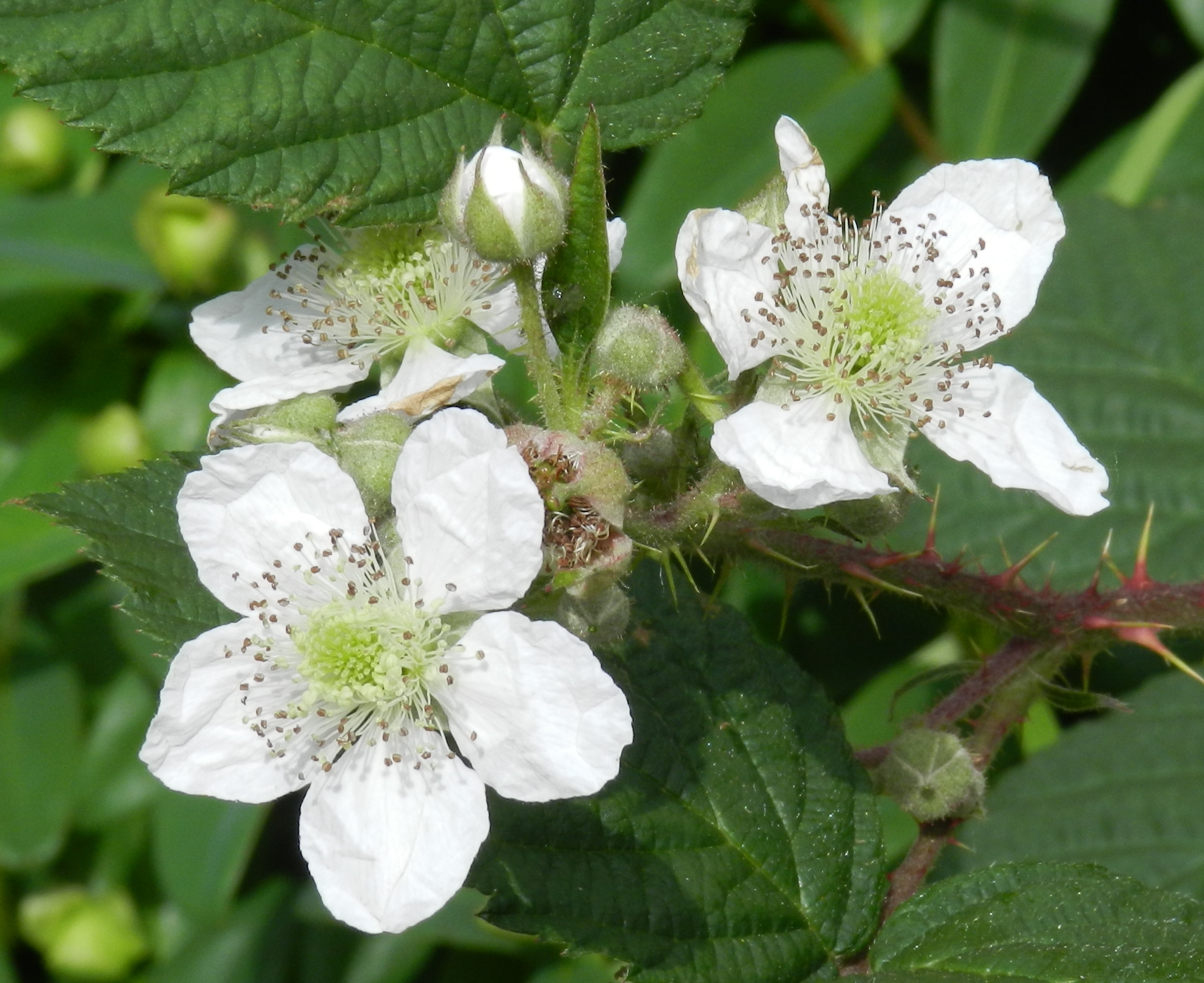 Wallpapers Nature Flowers 