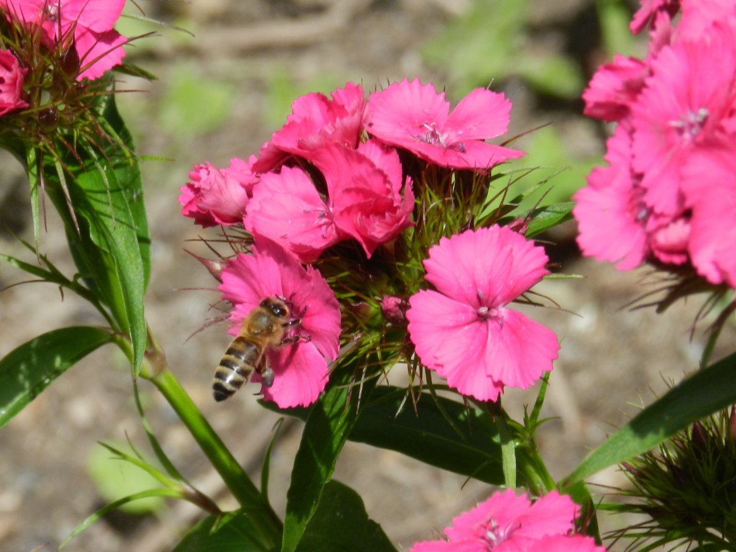 Wallpapers Nature Flowers 