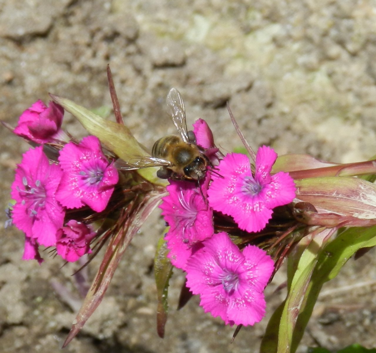 Wallpapers Nature Flowers 