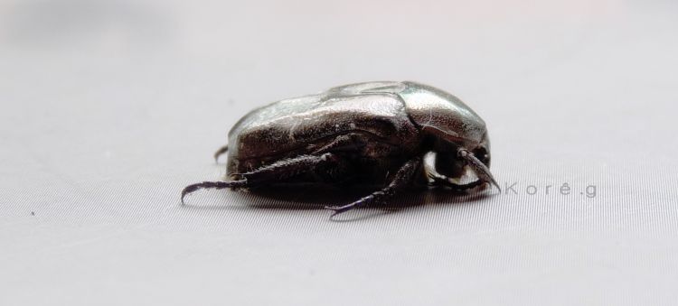 Fonds d'cran Animaux Insectes - Scarabes Beetle.