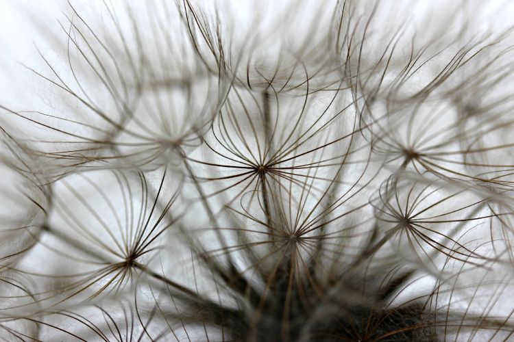 Fonds d'cran Nature Fleurs fleur