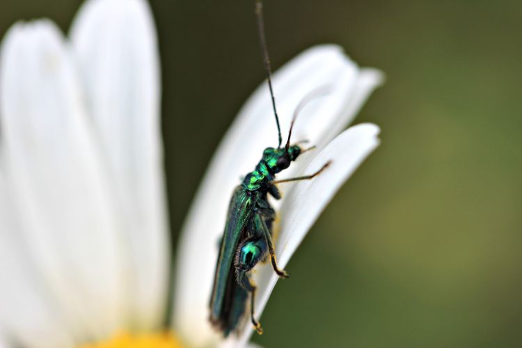 Fonds d'cran Animaux Insectes - Divers insecte