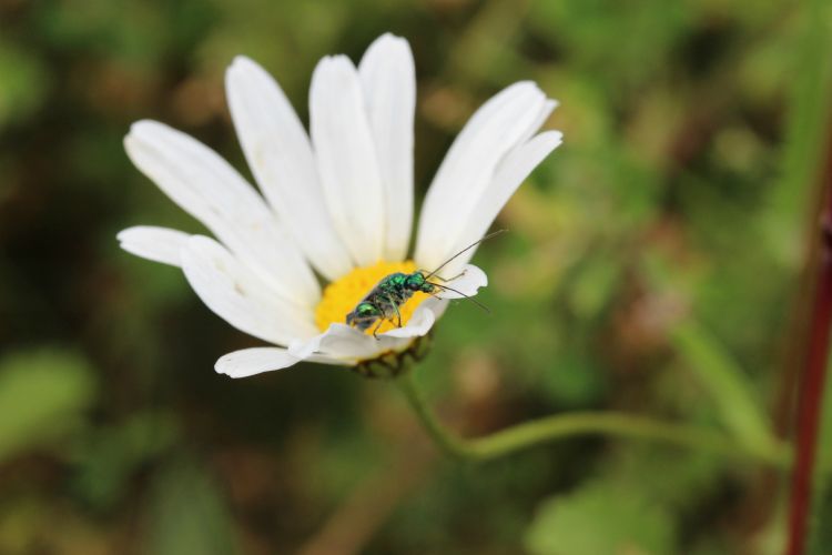 Fonds d'cran Animaux Insectes - Divers insecte