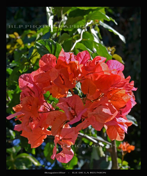 Fonds d'cran Nature Feuilles - Feuillages Bougainvillier  St-Benot