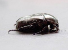  Animaux Beetle.