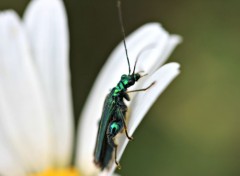  Animaux insecte