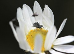  Animaux araigne sur fleur