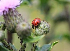  Animaux coccinelles