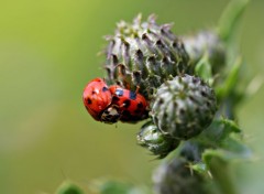  Animals coccinelles