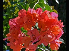  Nature Bougainvillier  St-Benot