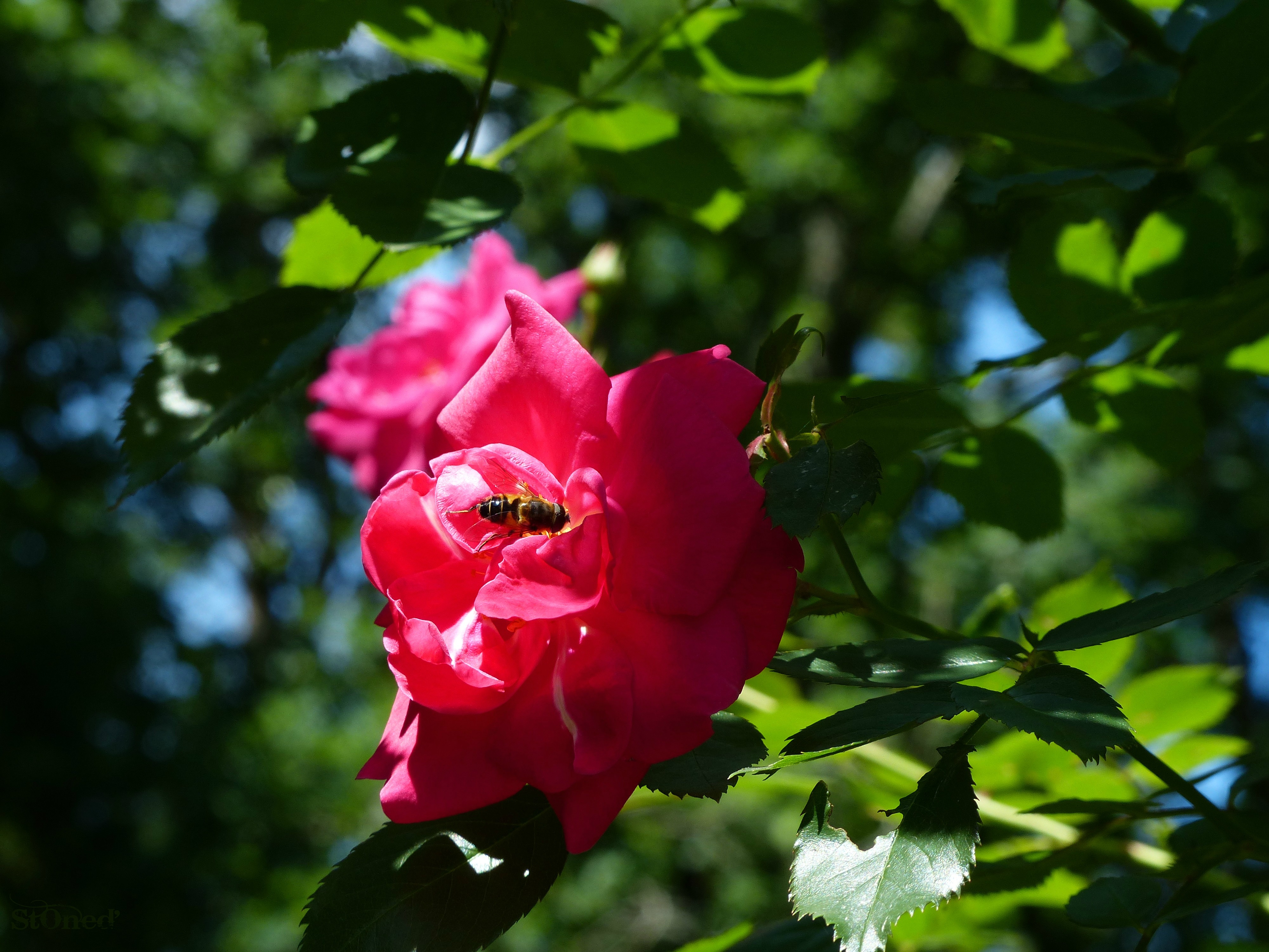 Wallpapers Nature Flowers Buttinage