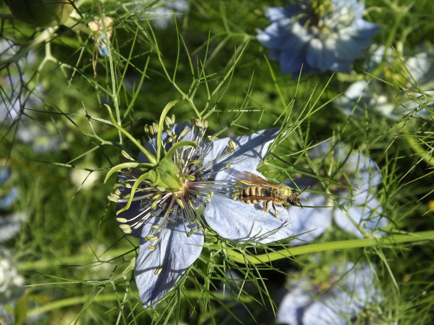 Fonds d'cran Animaux Insectes - Abeilles Gupes ... 