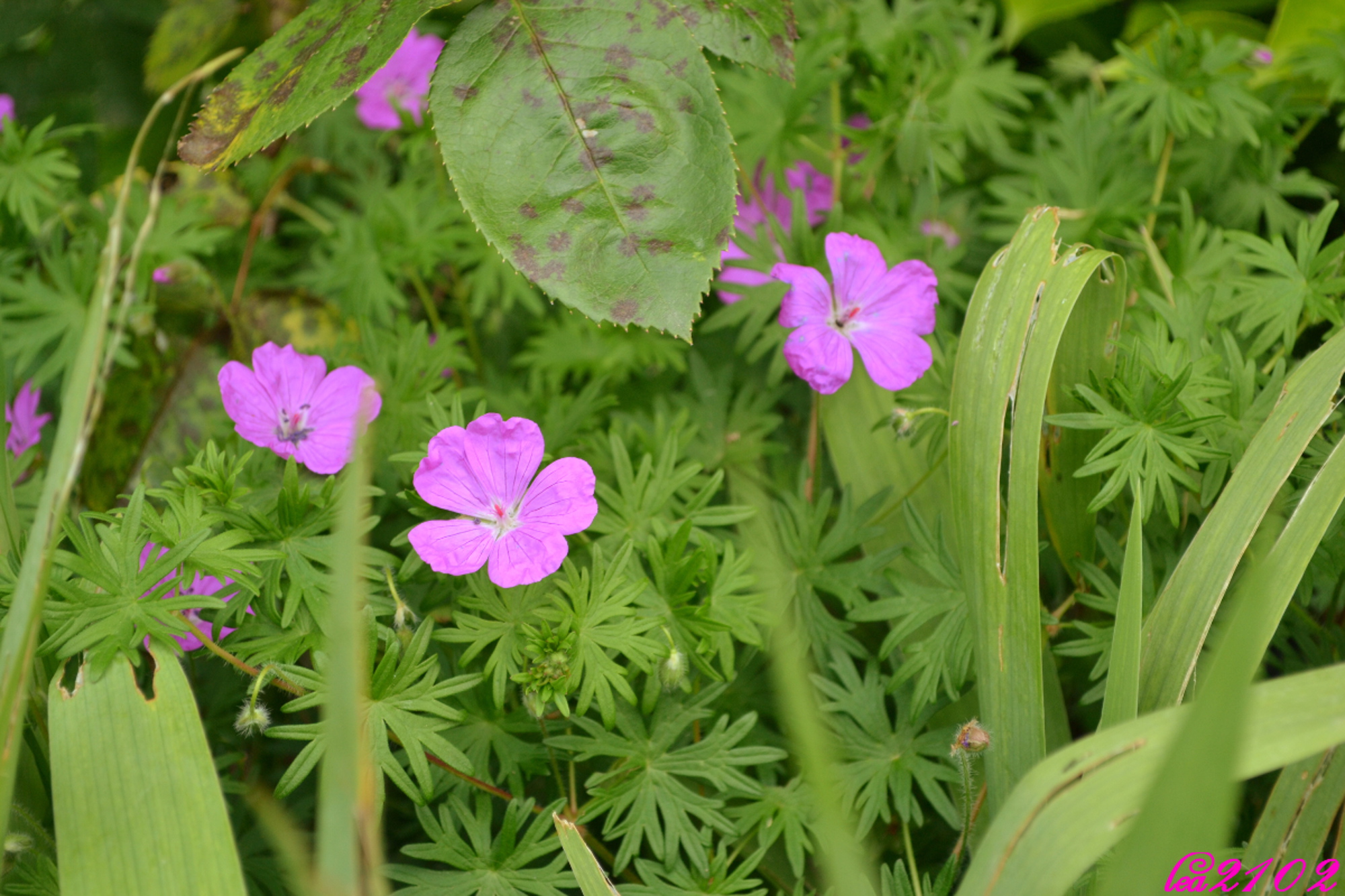 Fonds d'cran Nature Fleurs 