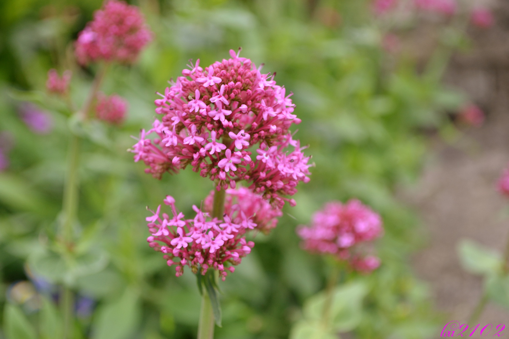 Fonds d'cran Nature Fleurs 