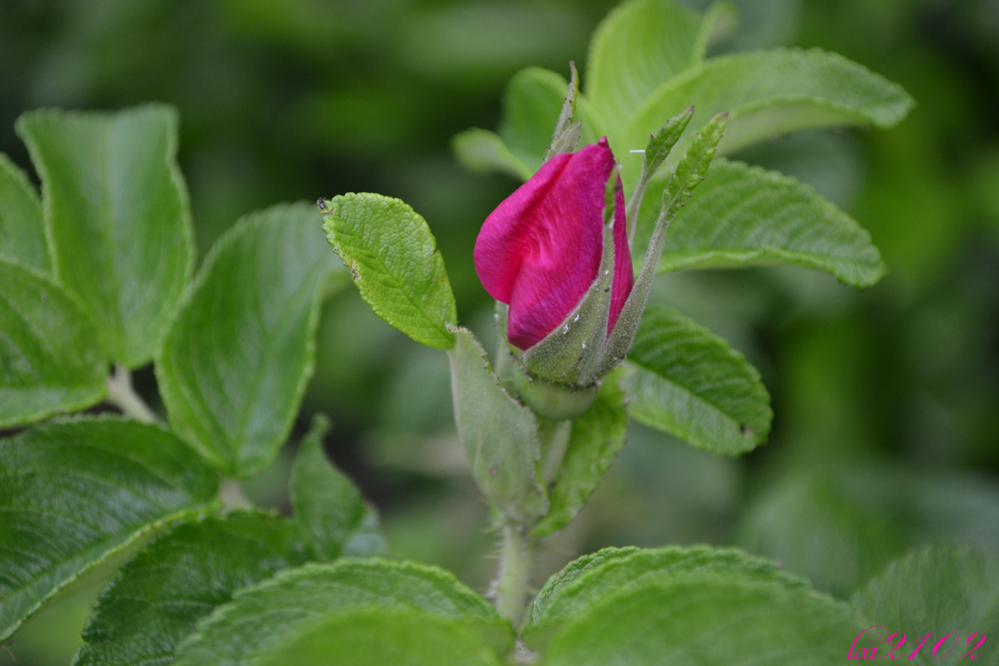 Fonds d'cran Nature Fleurs 