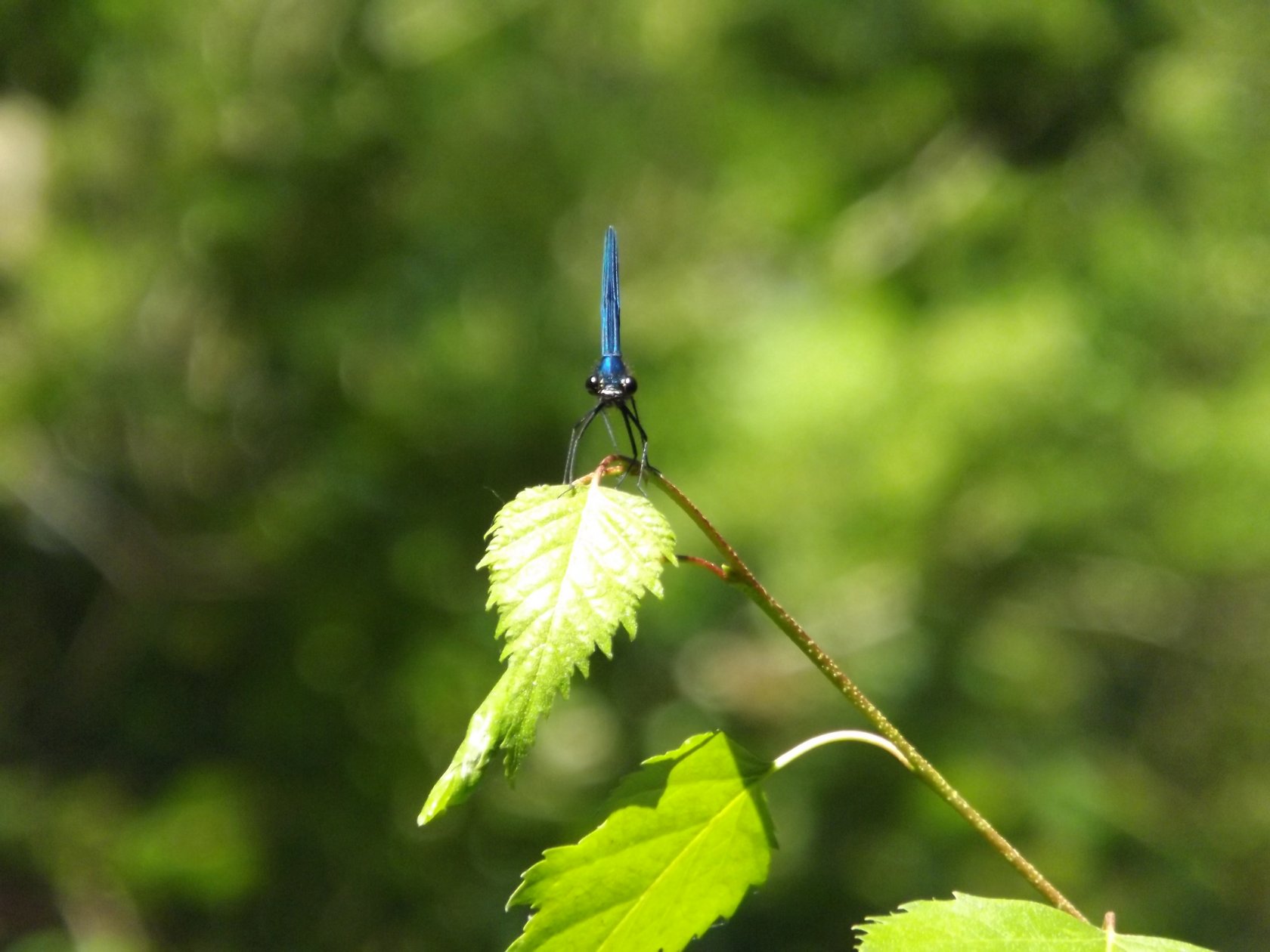 Fonds d'cran Animaux Insectes - Libellules 