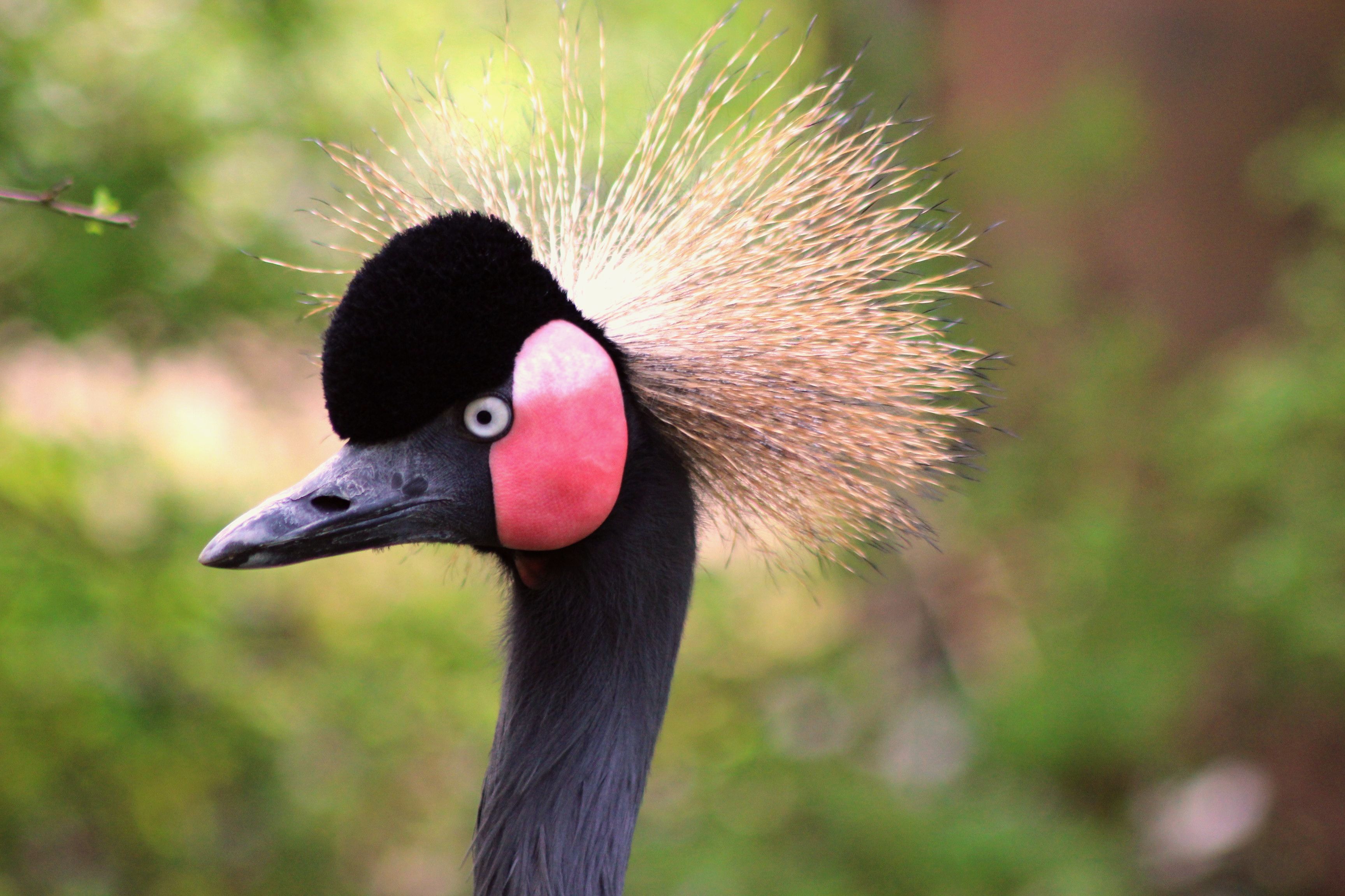 Wallpapers Animals Birds - Cranes 