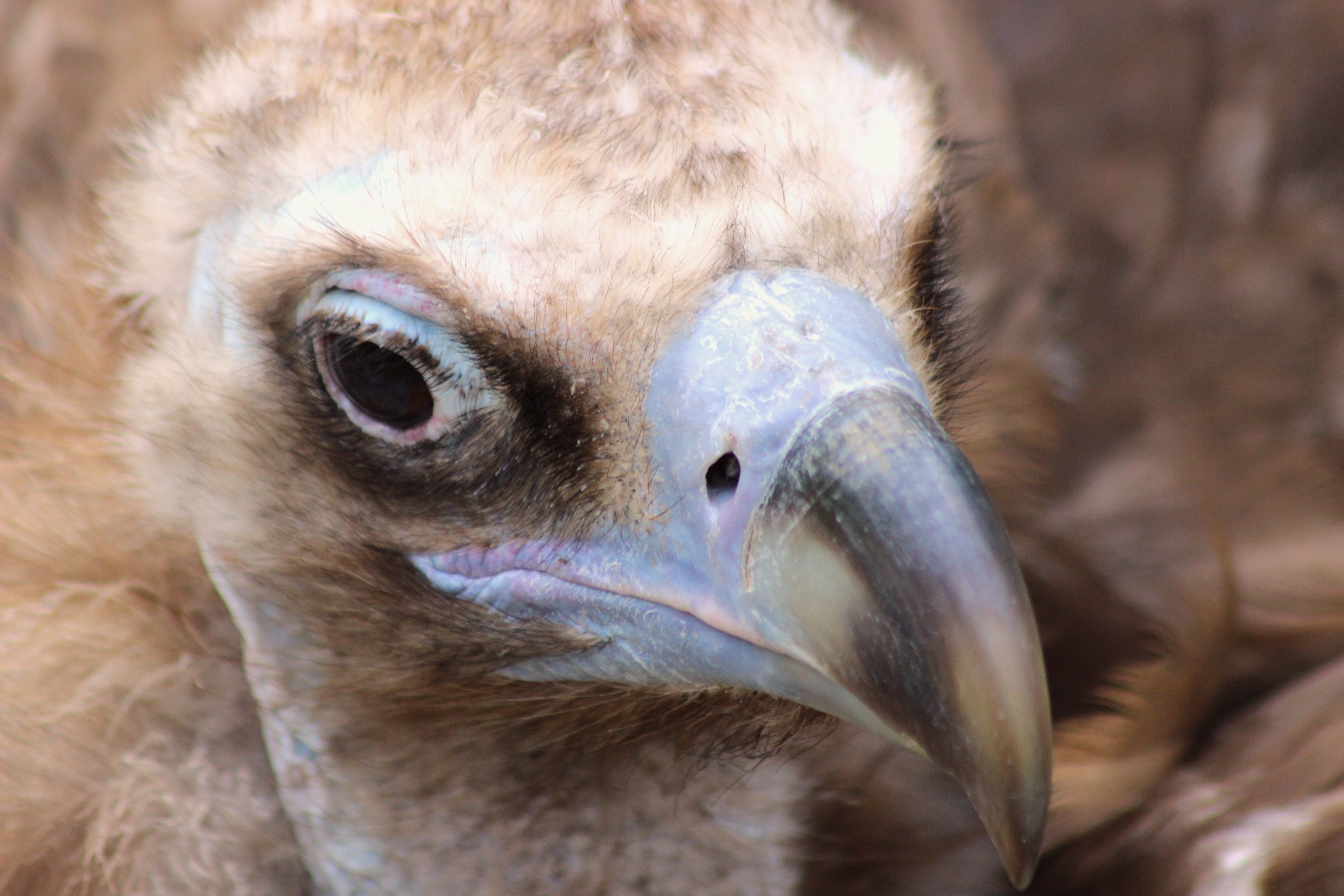 Fonds d'cran Animaux Oiseaux - Vautours 