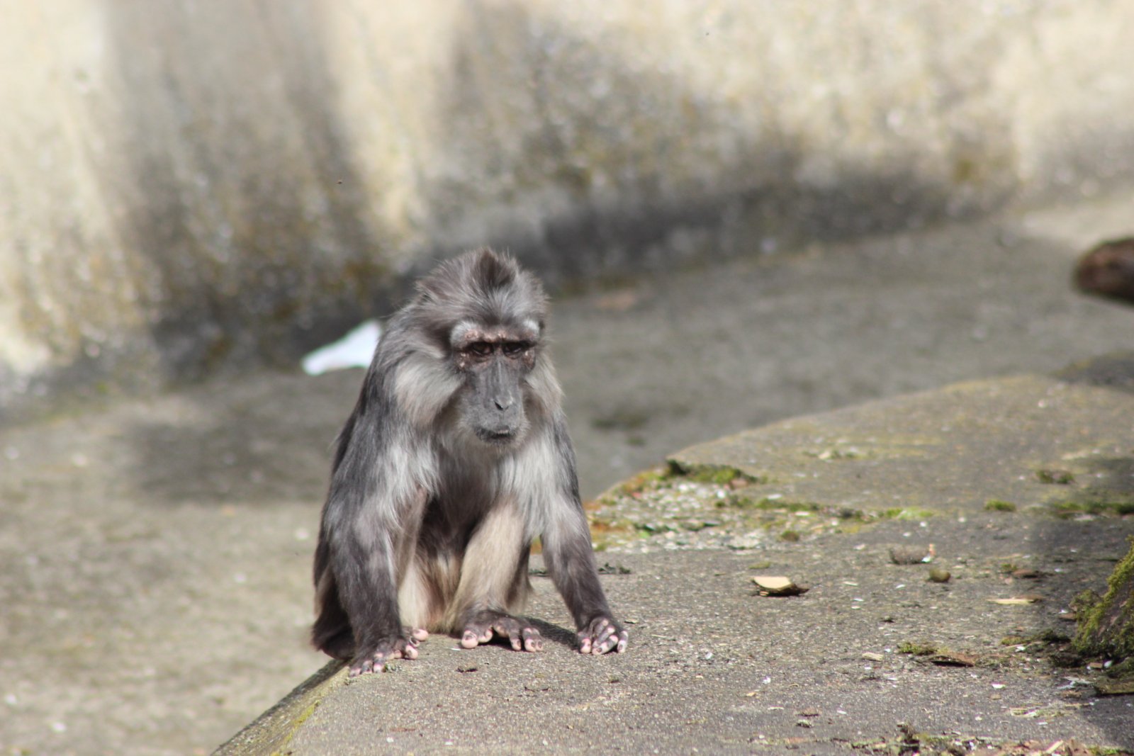 Fonds d'cran Animaux Divers 