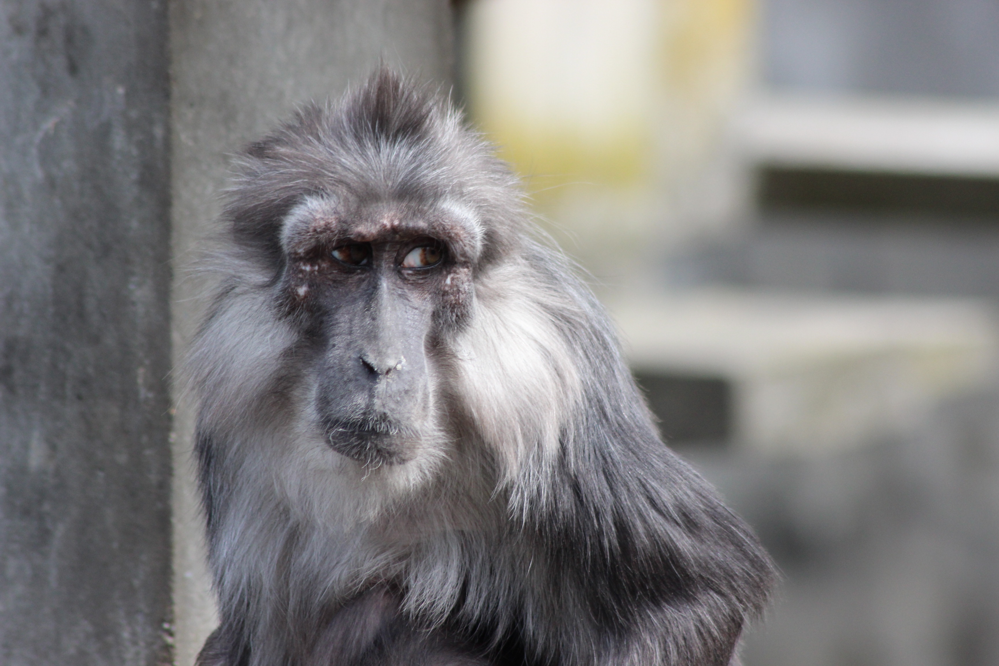 Fonds d'cran Animaux Divers 