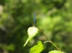  Animaux Image sans titre N347021