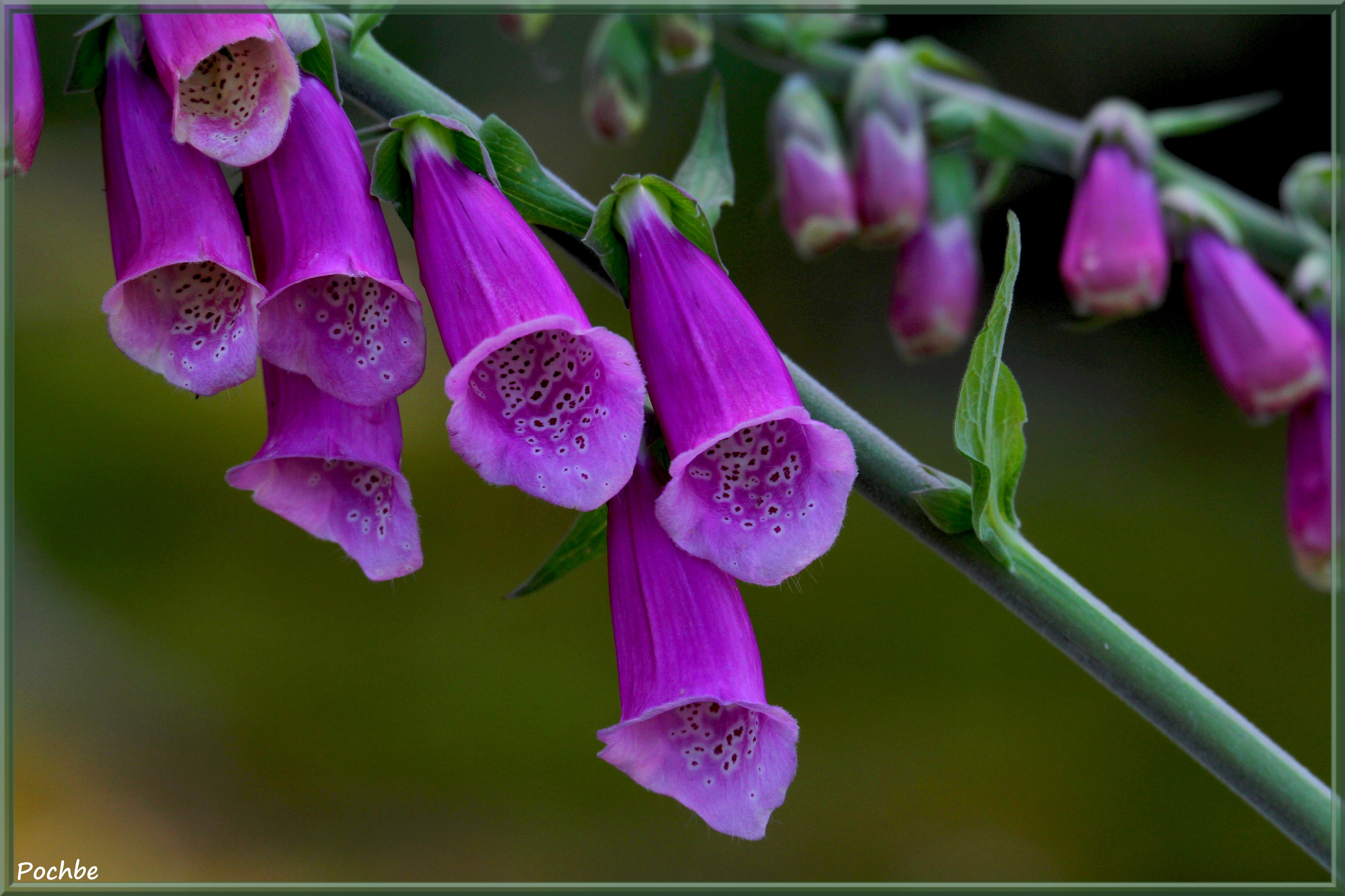 Wallpapers Nature Flowers 