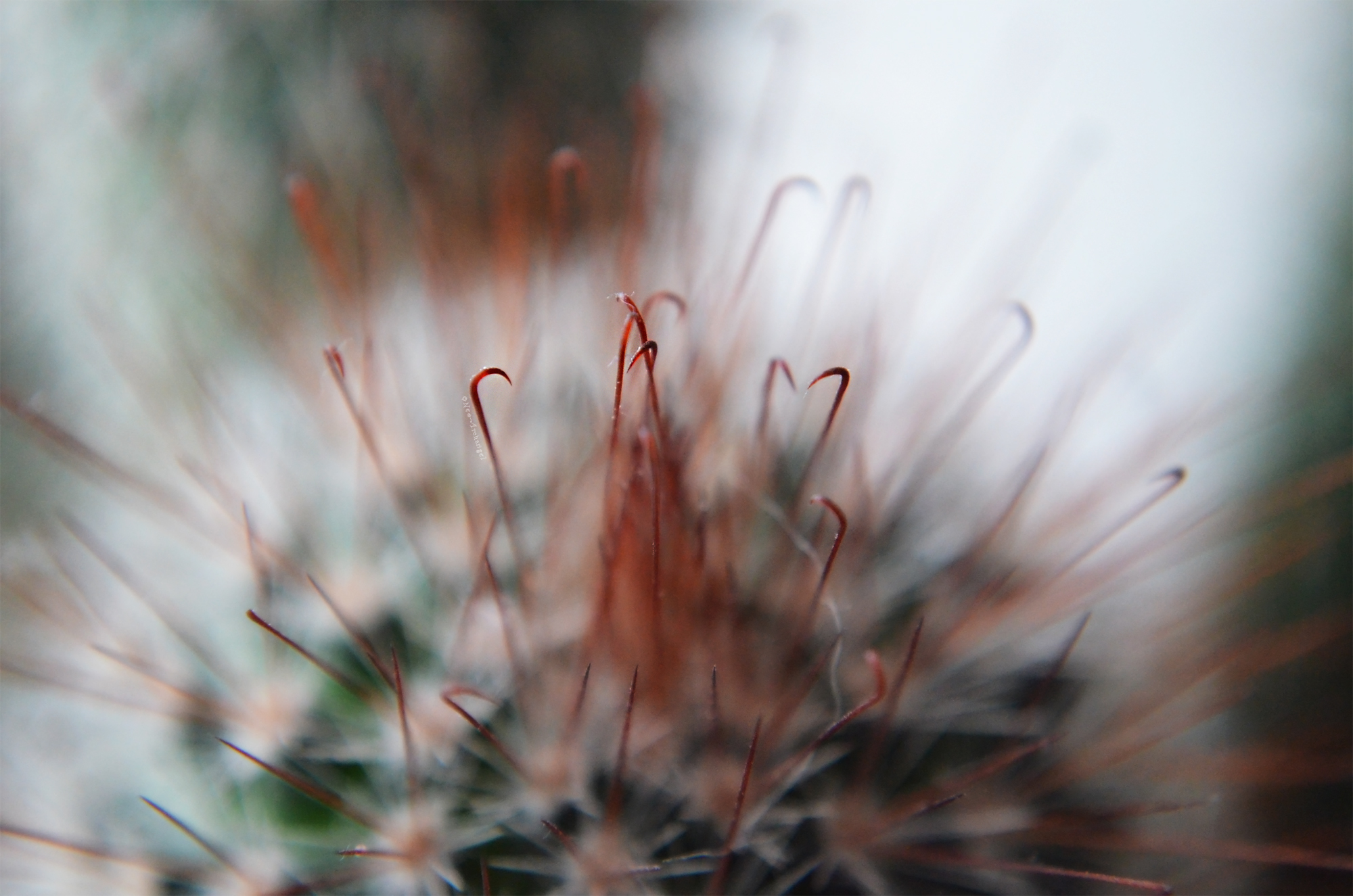 Fonds d'cran Nature Cactus Dangerous