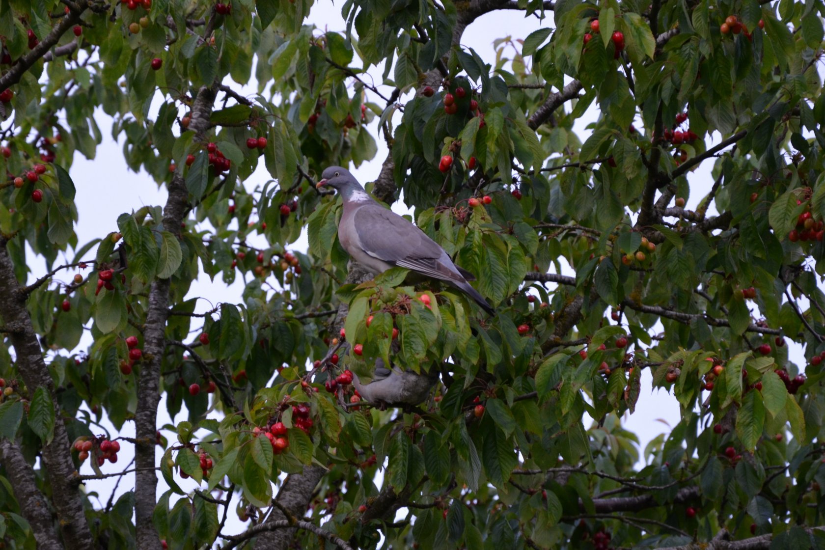 Wallpapers Animals Birds - Pigeons and Doves les cerises j adore