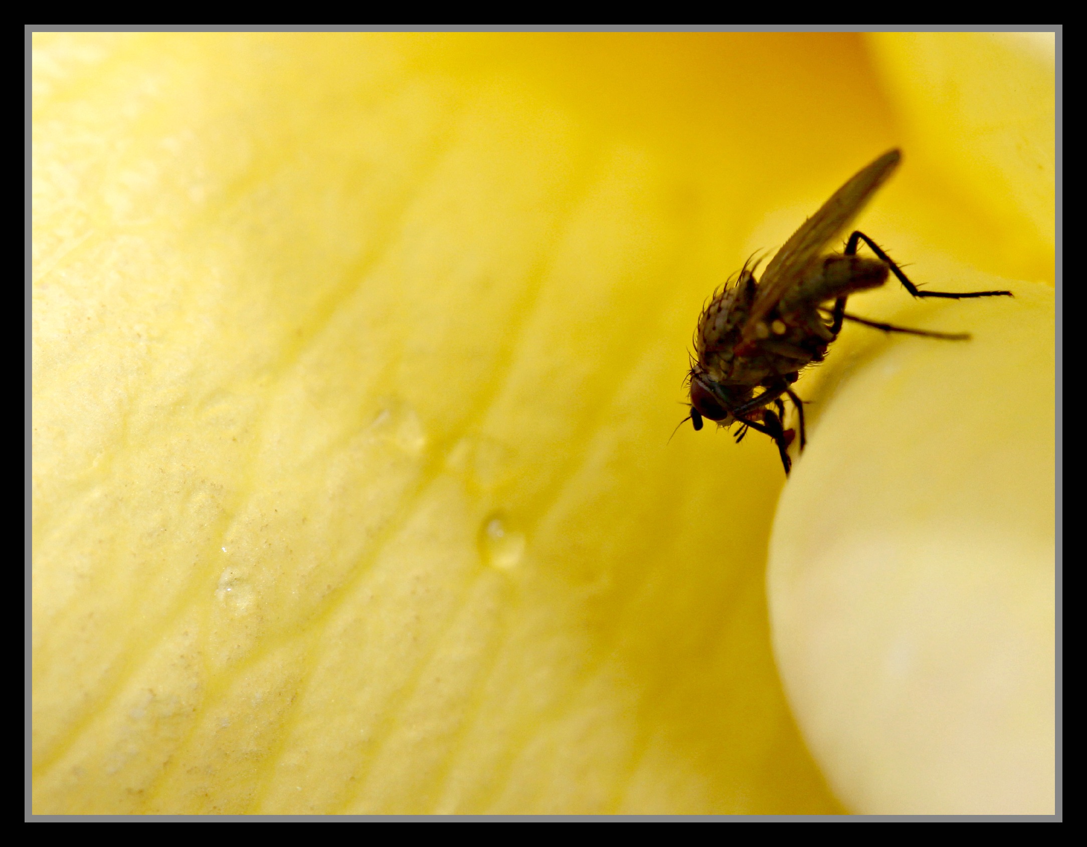 Fonds d'cran Animaux Insectes - Divers Insecte