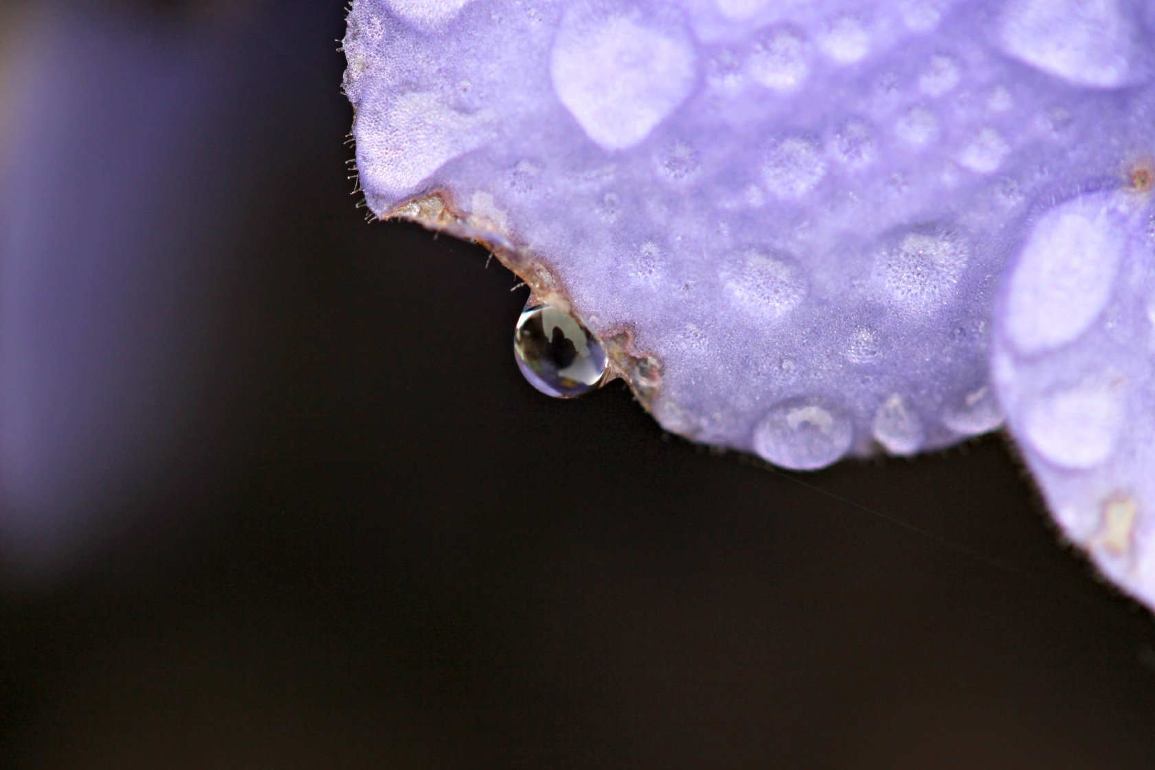 Fonds d'cran Nature Fleurs Fleur plus goutes d'eau