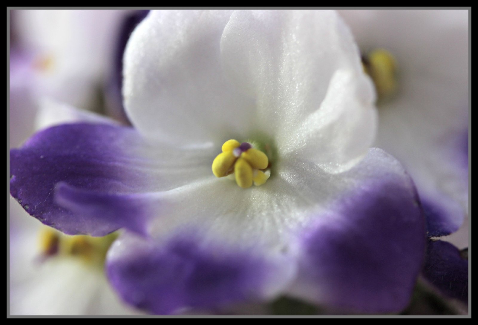 Fonds d'cran Nature Fleurs fleur 