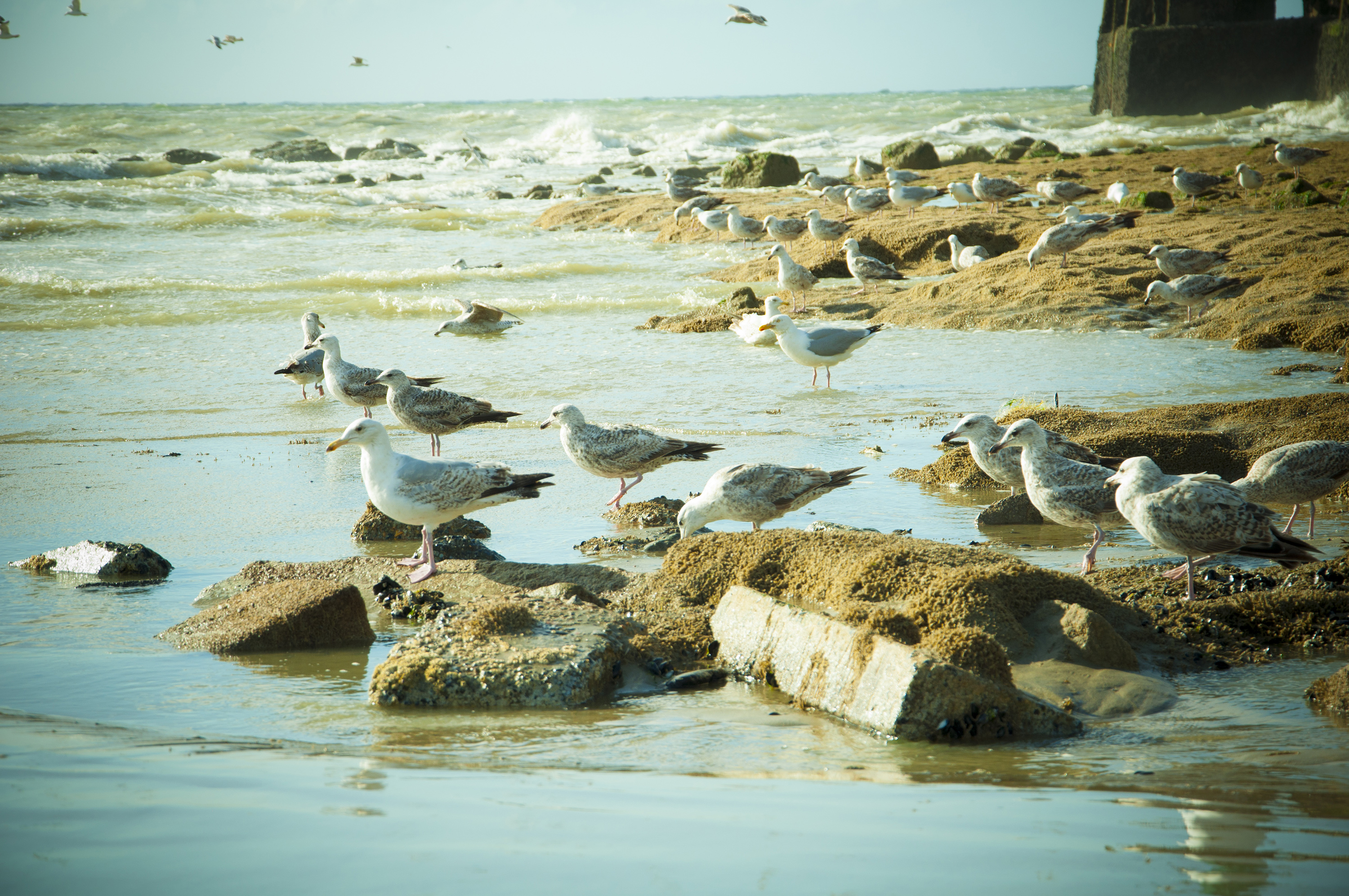 Wallpapers Animals Birds - Gulls Les Mouettes de Calais