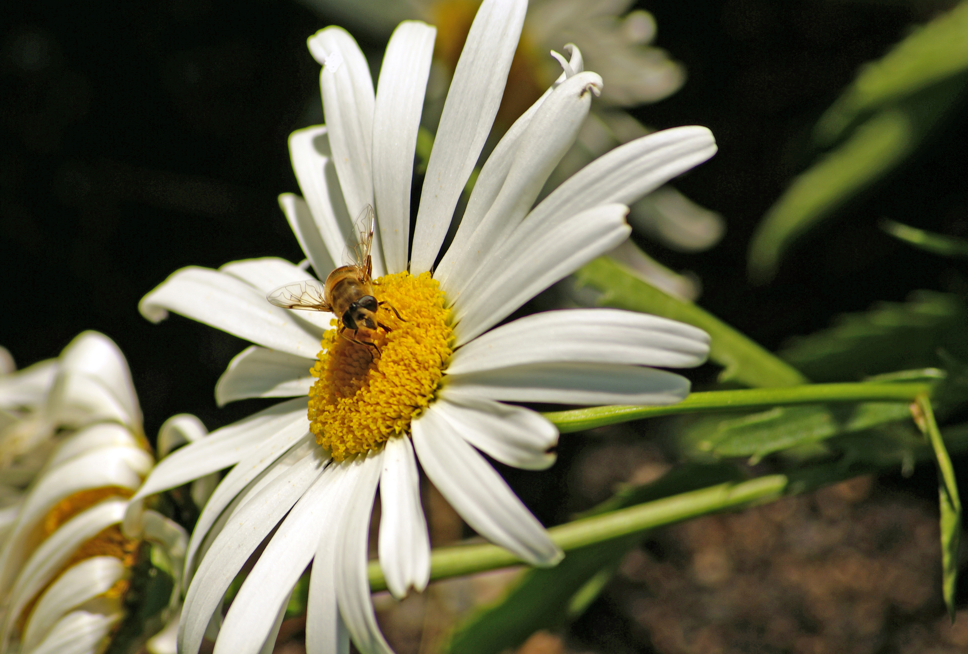 Fonds d'cran Nature Fleurs BAR OUVERT