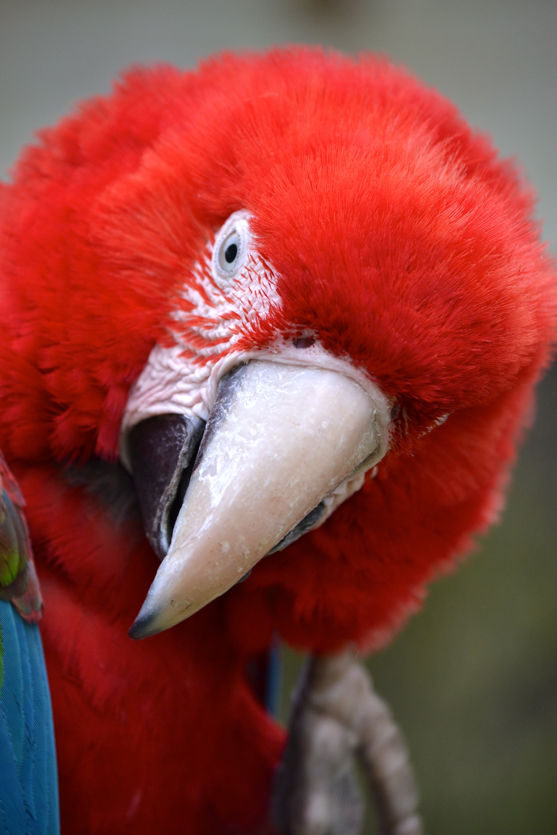 Fonds d'cran Animaux Oiseaux - Perroquets Le perroquet qui fait le beau