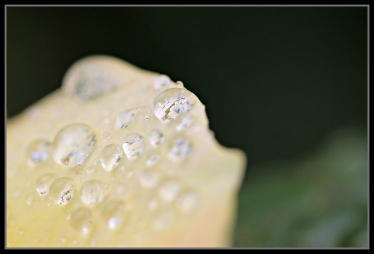 Fonds d'cran Nature Fleurs Fleur plus goutes d'eau