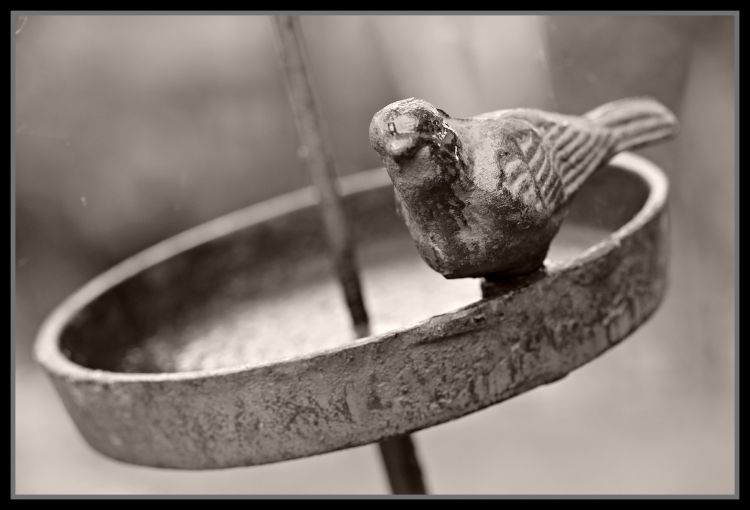 Wallpapers Objects Miscellaneous petit oiseau