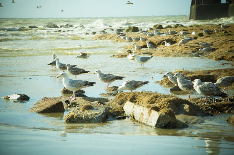 Fonds d'cran Animaux Oiseaux - Mouettes et Golands Les Mouettes de Calais